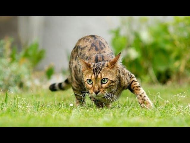 Крым. Одичавшие кошки в горах