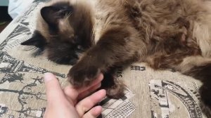 Влог №8 . Рекорд. Такого я сама от себя не ожидала....