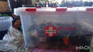 //153// Сделала первую пикировку цветов.Сходила к Мише на работу, покормили собак.