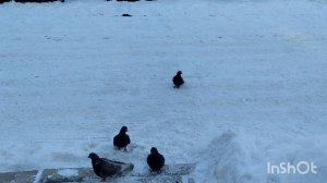 Чья собака?