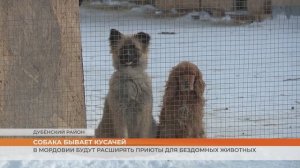 В Мордовии будут расширять приюты для бездомных животных