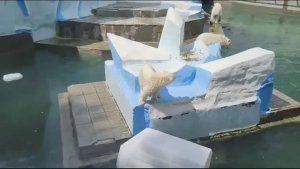 БЕЛЫЕ МЕДВЕДИ. МАМА ГЕРДА СО СВОИМИ ДЕТКАМИ