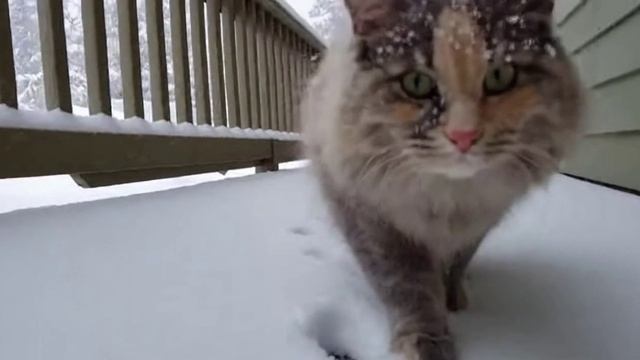 Генерация идео по текстовому описанию. Реалистичная сцена