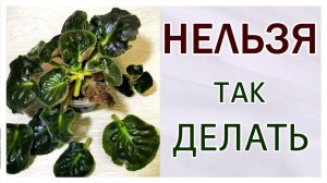 Фиалки (сенполии). Нельзя так делать!