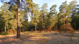 ОСЕНЬ в Забайкальском крае. (Из цикла ВРЕМЕНА ГОДА)