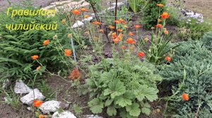 Гравилат чилийский, многолетнее растение. Уход.