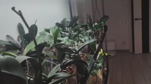 _Весна в окно стучится_- Что я делаю в смену сезона.