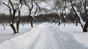 Коломенское. Яблоневый сад. Идём весне навстречу