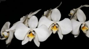 ЧАСТЬ 6. ОРХИДЕИ ДЛЯ ЧАЙНИКОВ - УДОБРЕНИЯ ДЛЯ ОРХИДЕЙ. Как и чем удобрять орхидеи. КРАТКИЙ ЭКСКУРС.