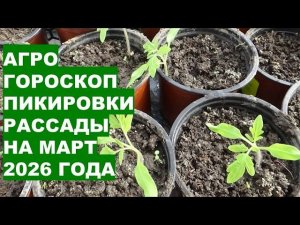 Март 2026: Самые Лучшие Дни для Пикировки, Перевалки Рассады?!