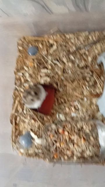 миэны внуки