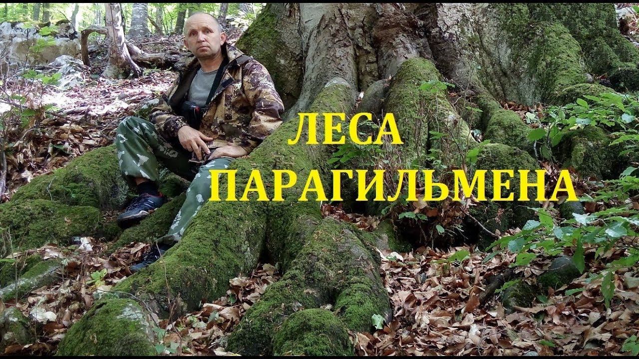 Лес Парагильмена