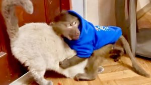 Степка пытается ВОСПИТАТЬ КОТА Басика-«Кот мой, девчонки мои, пюрешка моя и папа мой!»