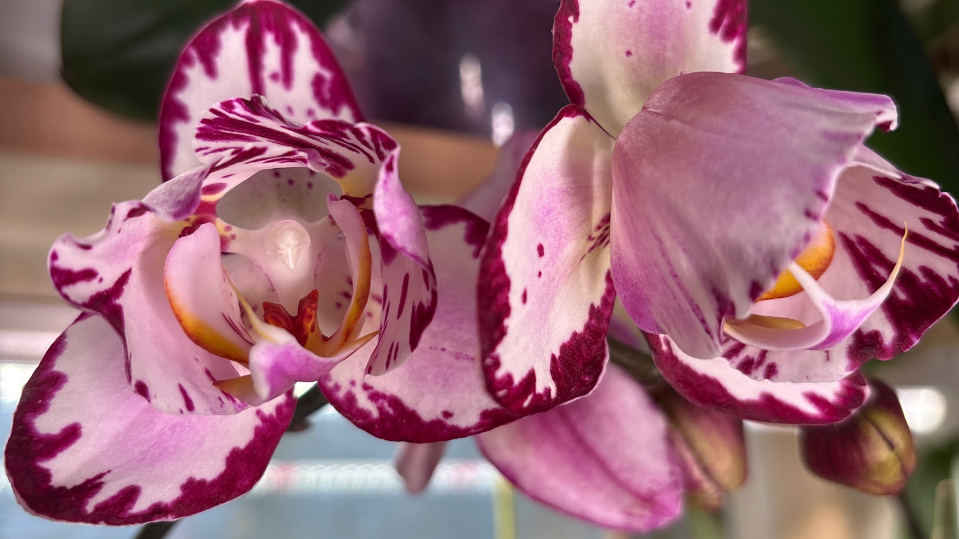 Орхидеи 🌺 Дела цветочные 28.02.26 🪴🦋🌷🩷 смотреть онлайн