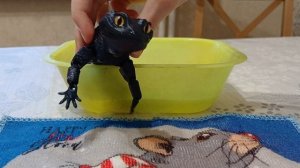 влог с 3д ящерками 😃😘🥳💖