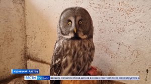 «Пернатая кошка» по имени Игорь: в Кузбасском Алатау поселилась неясыть