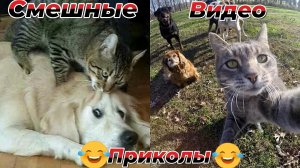 Смешные видео приколы|Когда кот в доме хозяин|Коты Собаки