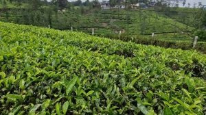 "Земля кокосов". Корреспондент "РГ" побывал в самом коммунистическом штате Индии