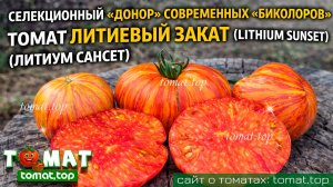 Селекционный «донор» современных «биколоров». Томат Литиевый закат (Lithium Sunset). Обзор,сравнение