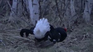 ТАКОЙ охоты у меня ещё не было. Охота на тетерева на току 2025