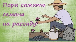 Мои растишки. Что взошло?