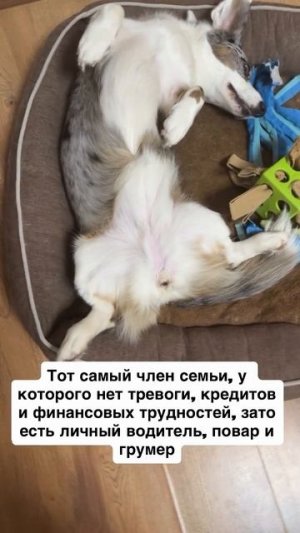 Счастливчик