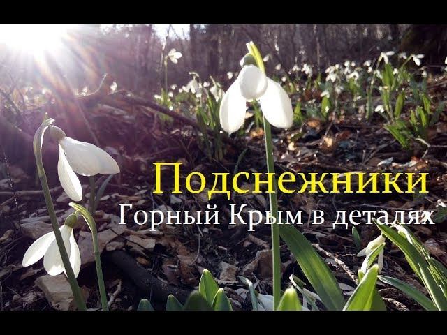 Подснежниковый рай