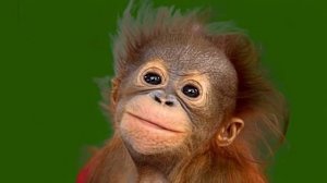 Смешная обезьянка 05_encoded
