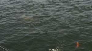 unpopular-067_1920x1080_30_yuv420p