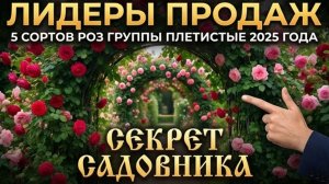 ЛИДЕРЫ ПРОДАЖ 5 СОРТОВ РОЗ ГРУППЫ ПЛЕТИСТЫЕ 2025 ГОДА