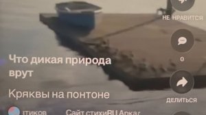 «Кряквы на понтоне» неужели природа дикая