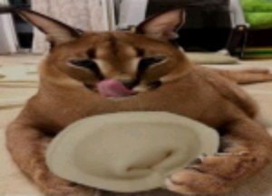 шлёпа с большим пельменем