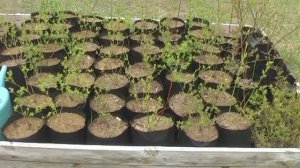 Как заказать саженцы в ФХ Доктор Шарец