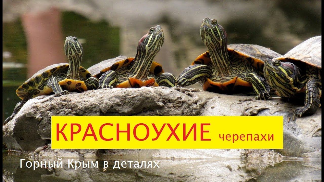 Красноухие черепахи