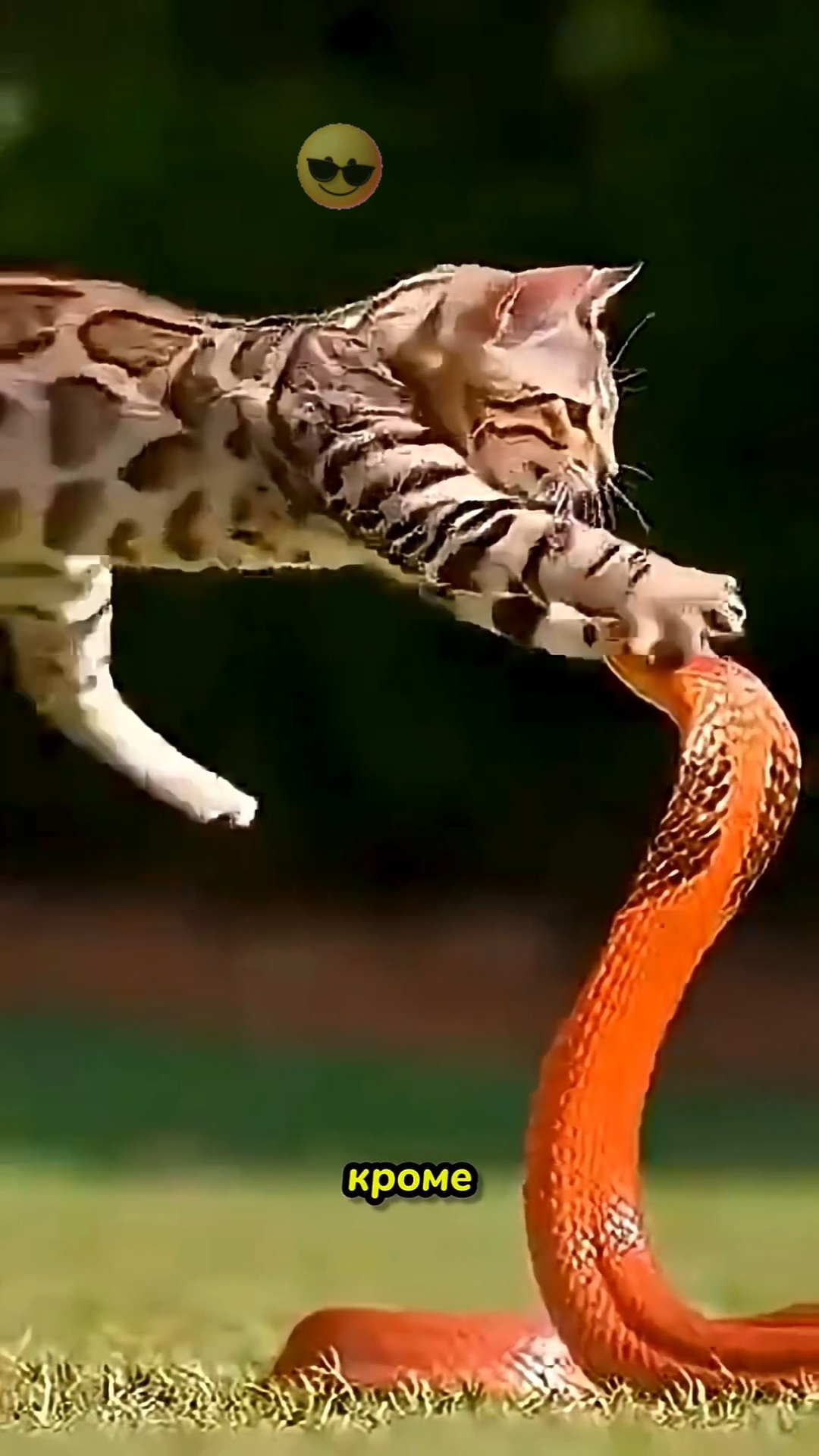 Почему Кошки Не Боятся Змей!¿ 🙀🫶🤯