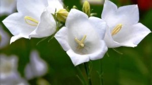 Колокольчик  сл  Е  Фотеева муз  А  Долгов  ИСП  а  дОЛГОВ