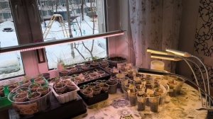 Раньше всё росло само без ламп, удобрений и без покупной земли.