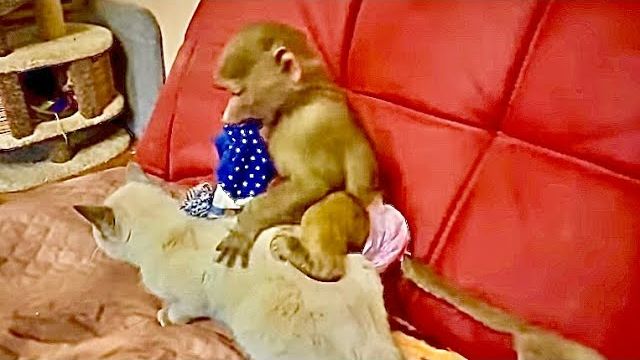 Маня пришла домой и просто ОСЕДЛАЛА кота Басика, бесстрашная обезьянка и терпеливый кот))) смотреть онлайн