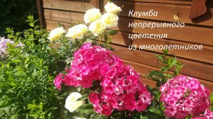 Клумба непрерывного цветения из многолетников около бытовки #клумбанепрерывногоцветения, #миксбордер