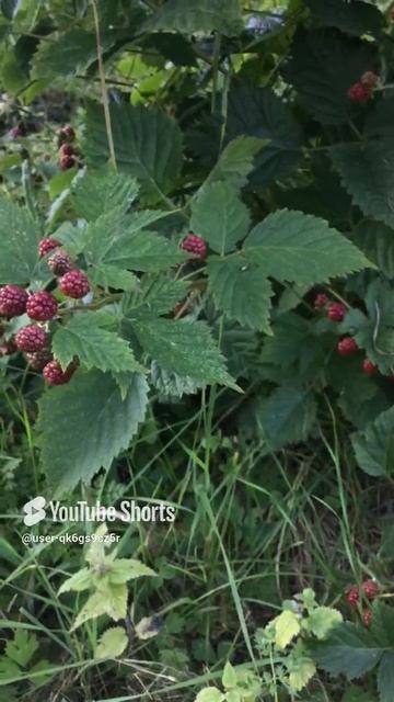 Ленобласть. Хвойное. 30.08.2024. Дача. Урожай ежевики не колючей