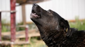 200 ТЫСЯЧ ЗА УКУС