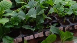 Черенкование в кассете