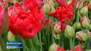 «Полярные медведи» и «Династия». Воронежцам рассказали о необычных сортах тюльпанов