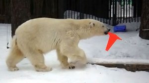 Сегодня праздник у девчат! Медвежата Белка и Стрелка развлекаются с новыми игрушками.