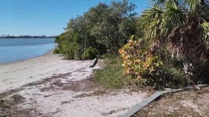 Ep.388 We Didn’t Expect THIS… First Alligator Sighting in an RV State Park (Russian Subtitles)