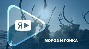 МОРОЗ И ГОНКА / Традиционные соревнования оленеводов в районе ГП-6 Ямбургского месторождения