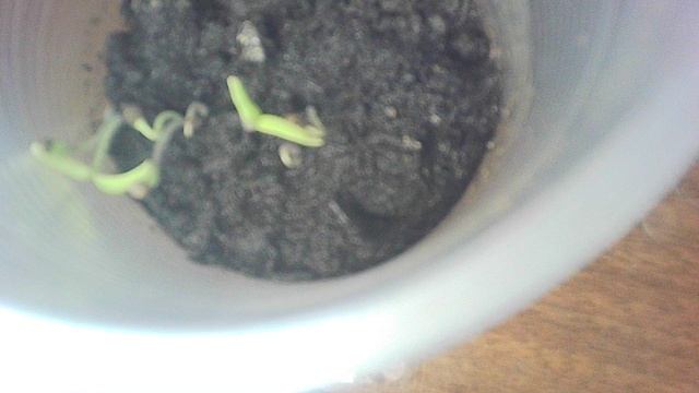 Обзор: заметил ещё один томатный росточек - теперь их 8 из 10