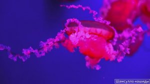 #Коран#АльБакъара#СамыеКрасивыеМеста#Relaxation##Islam#Quran#AlBaqarah'#Minshawiy #4кВидео#24часть#