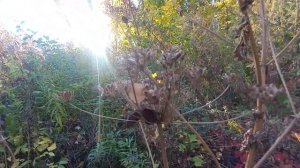 Оригинальный способ борьбы с борщевиком Сосновского