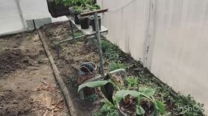 Тихий ужас - рассада погибла